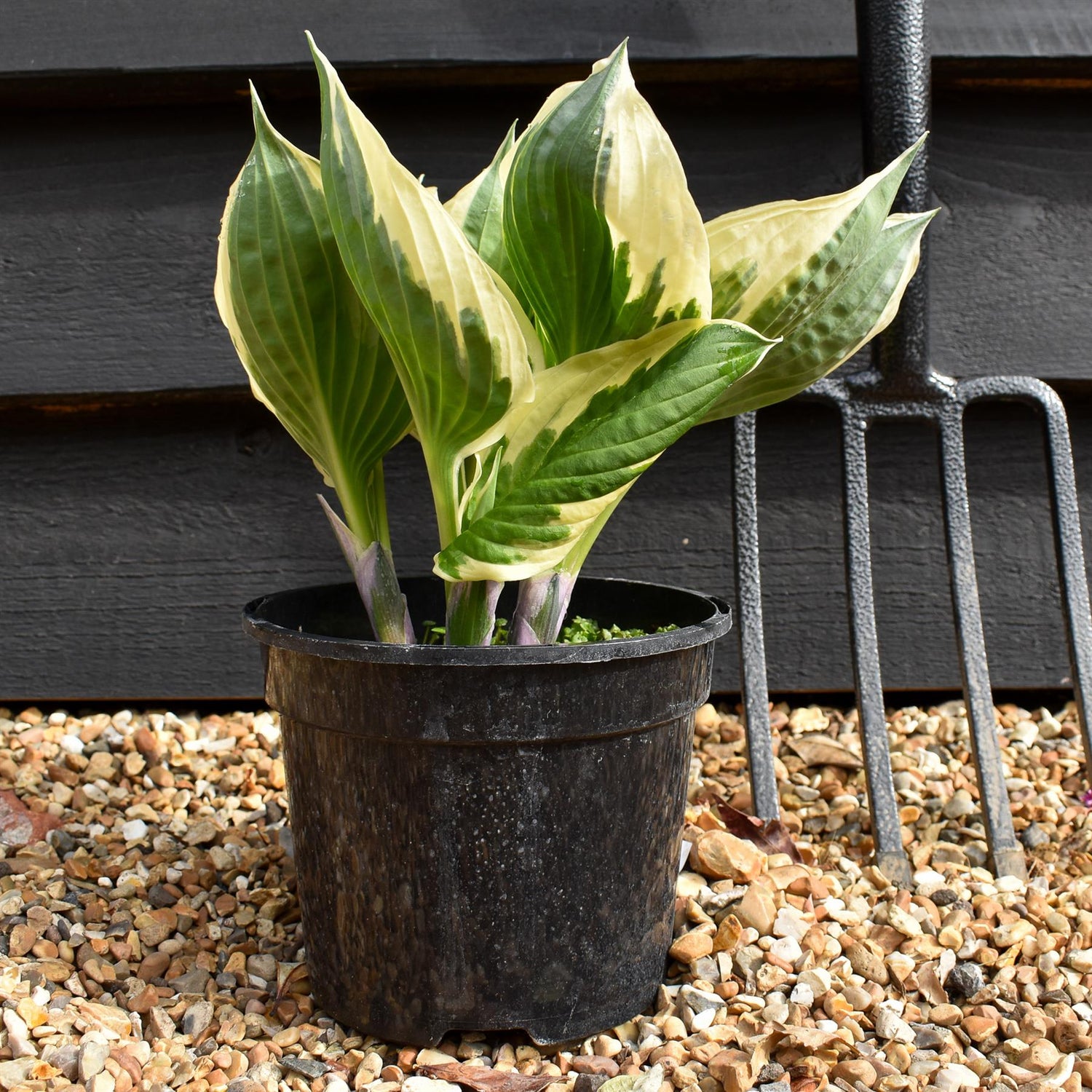 Hosta Plantain Patriot - 30-40cm - 2lt