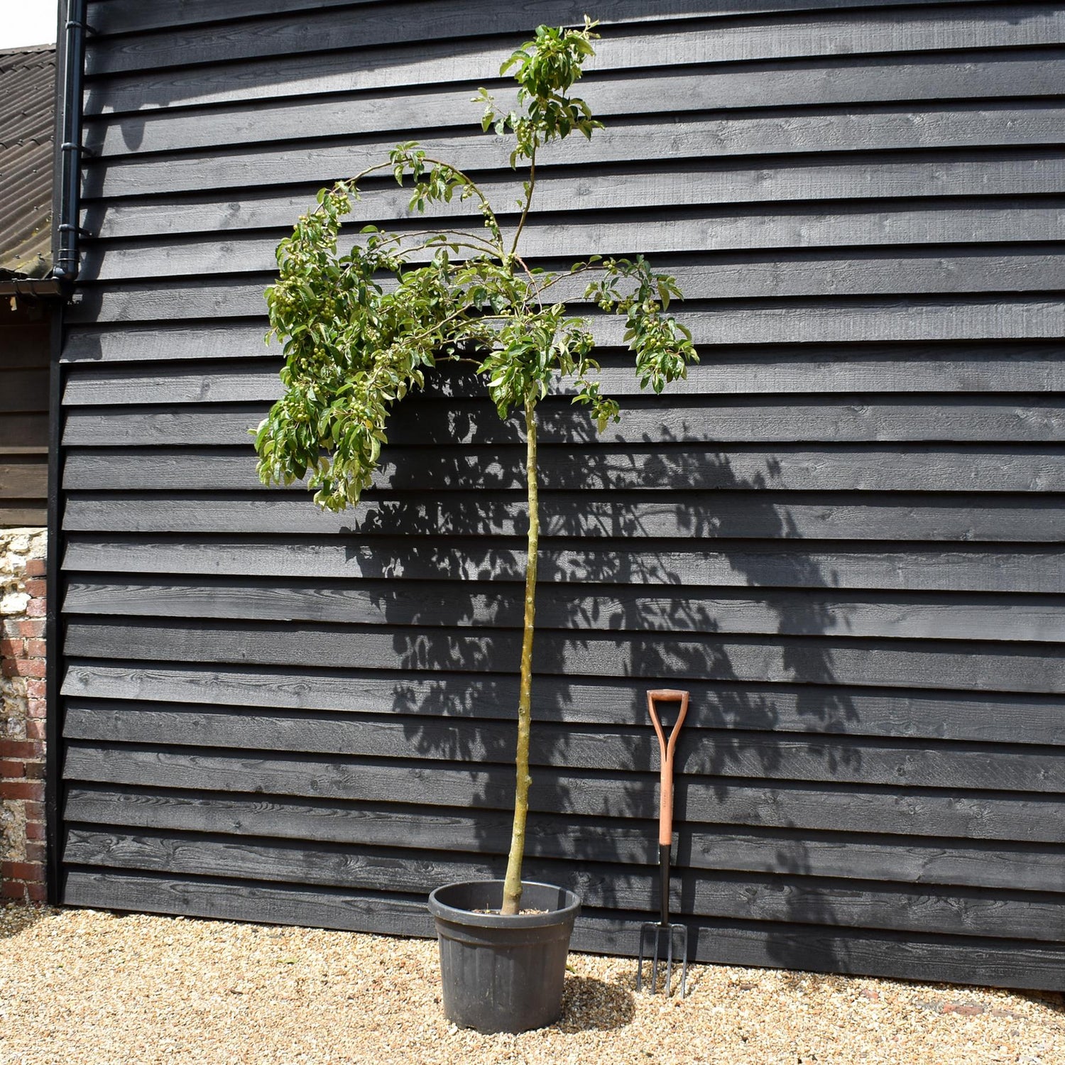 Crab Apple 'Evereste' | Malus - Clear Stem - Height 250-300cm - Girth 6-8cm - 45lt