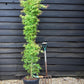 Acer palmatum 'Katsura' | Katsura Japanese Maple - Narrow - 160-180cm - 20lt