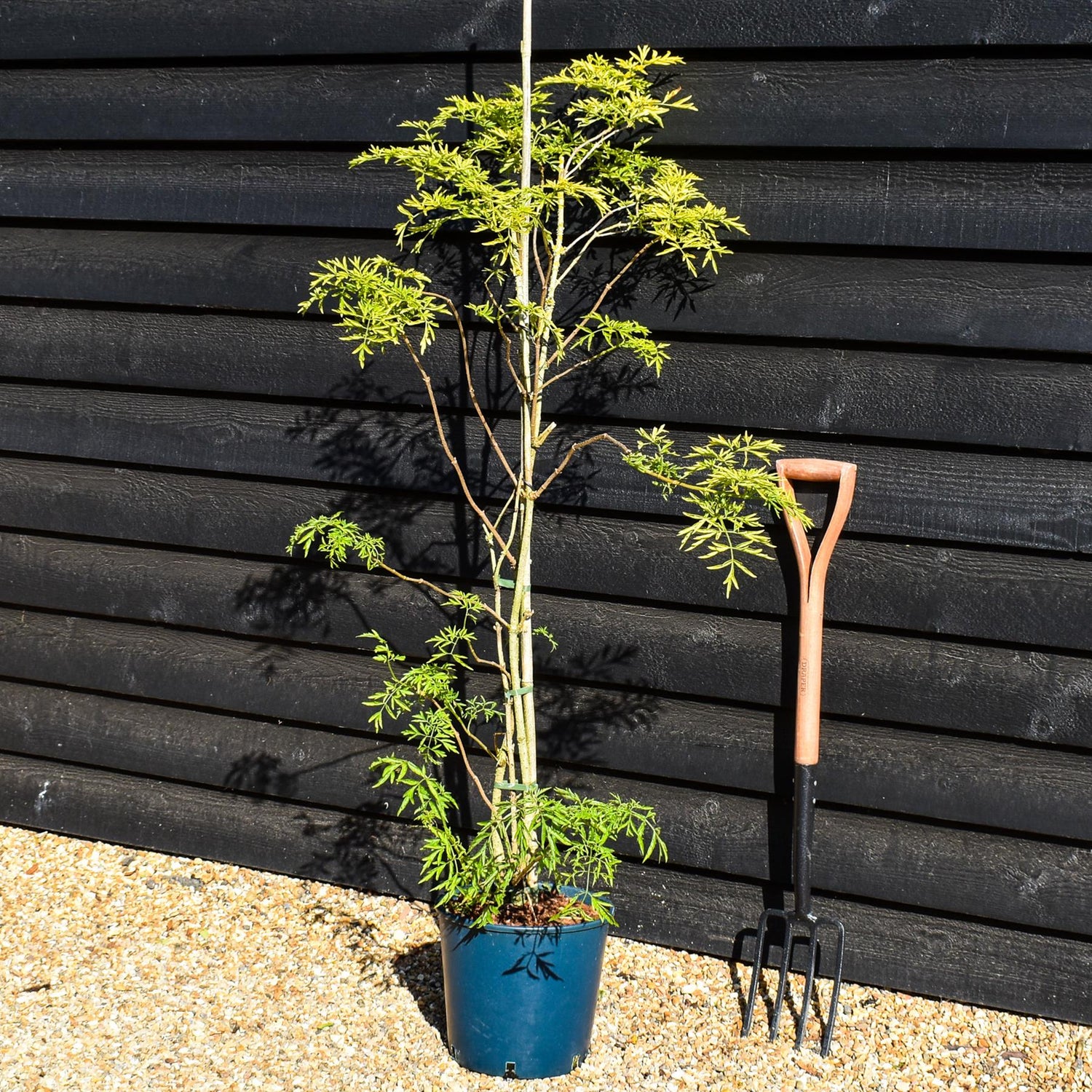 Sambucus Golden Tower - Height 180-200cm - 10lt