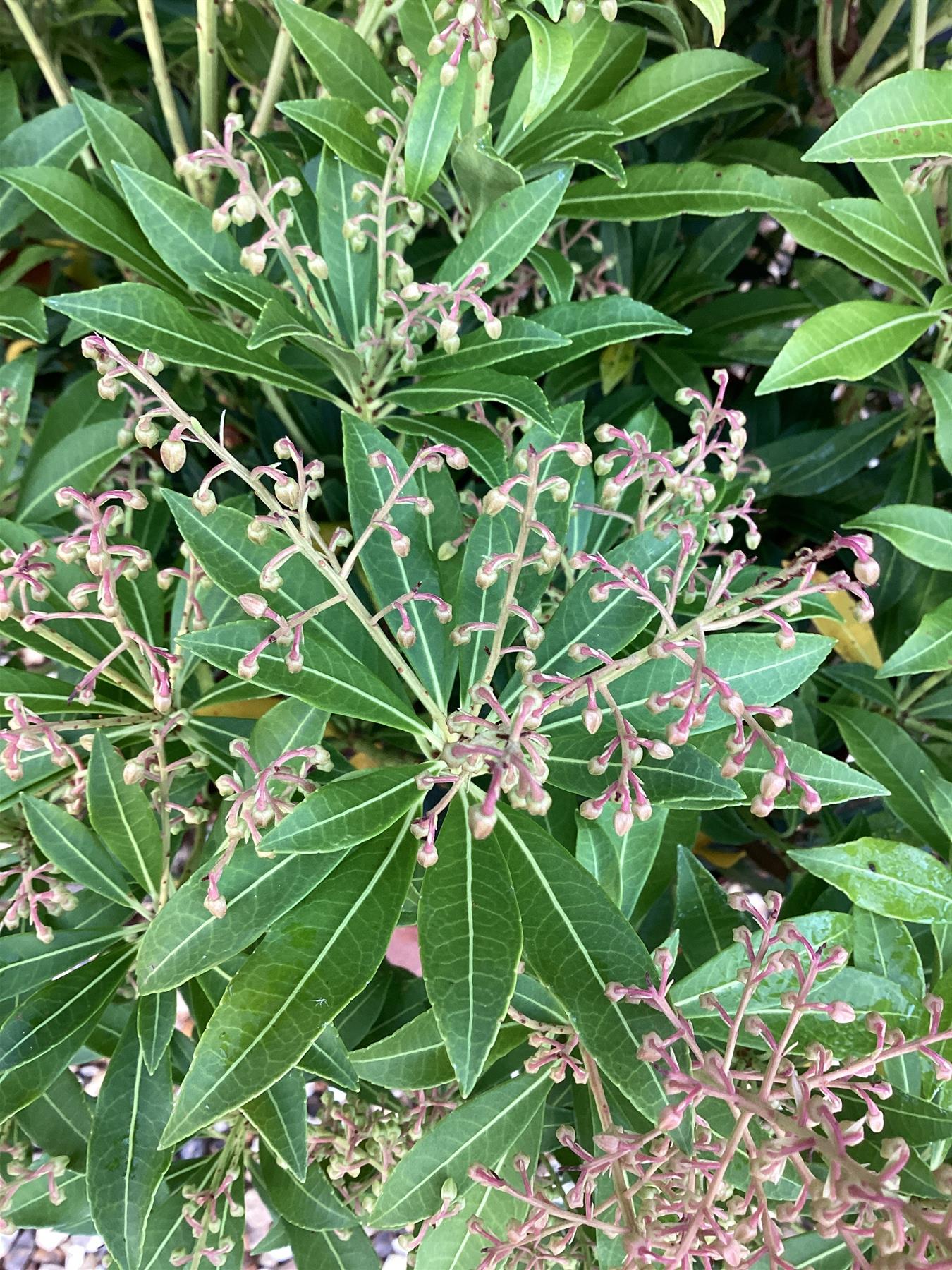 Pieris japonica 'Purity' - 50-80cm, 10lt