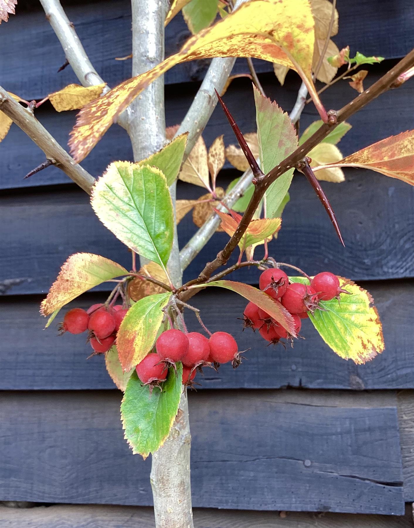 Crataegus Persimilis 'Prunifolia' | Broad-leaved Cockspur Thorn - Height 100-120cm - 12lt