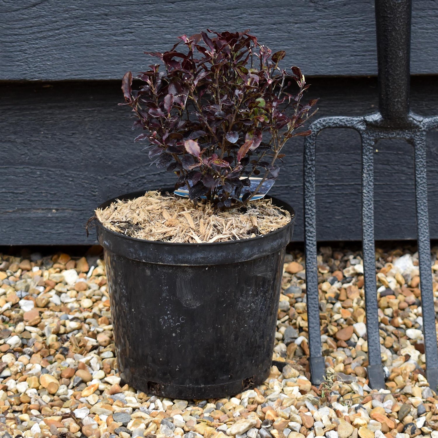 Pittosporum Tom Thumb - Height 18-25cm - 2lt