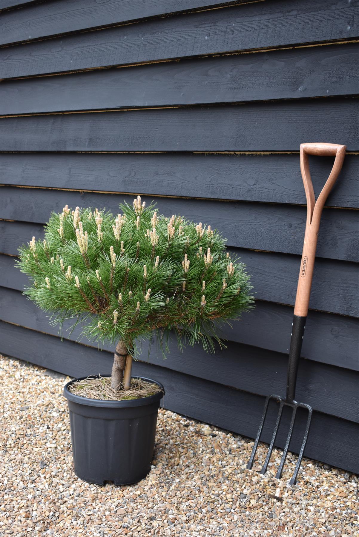 Pinus Nigra 'Brepo' | Dwarf Austrian Pine - Clear Stem 10cm - Height 50-60cm - Width 60cm - 18lt