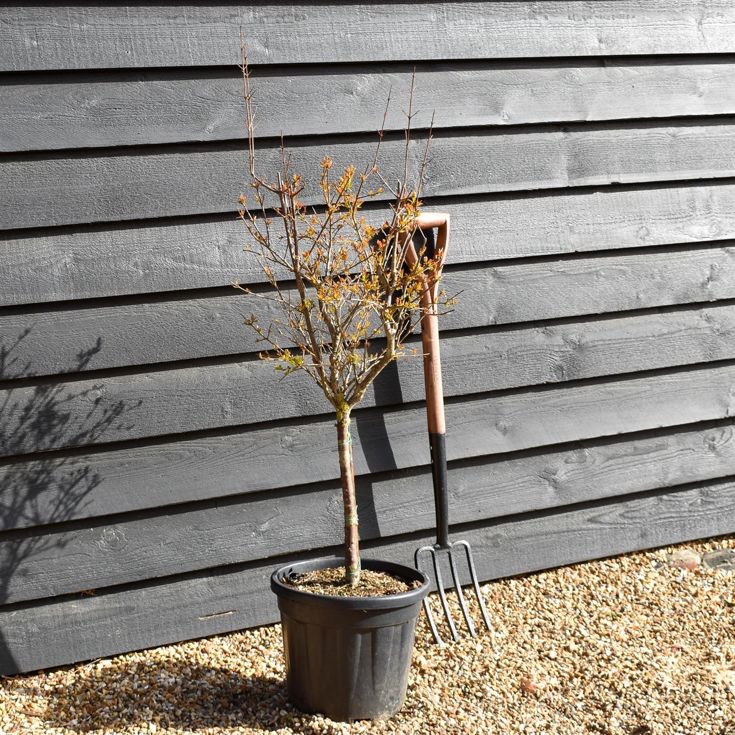 Punica granatum - Pomegranate - Ministem - 130-140cm - 18lt