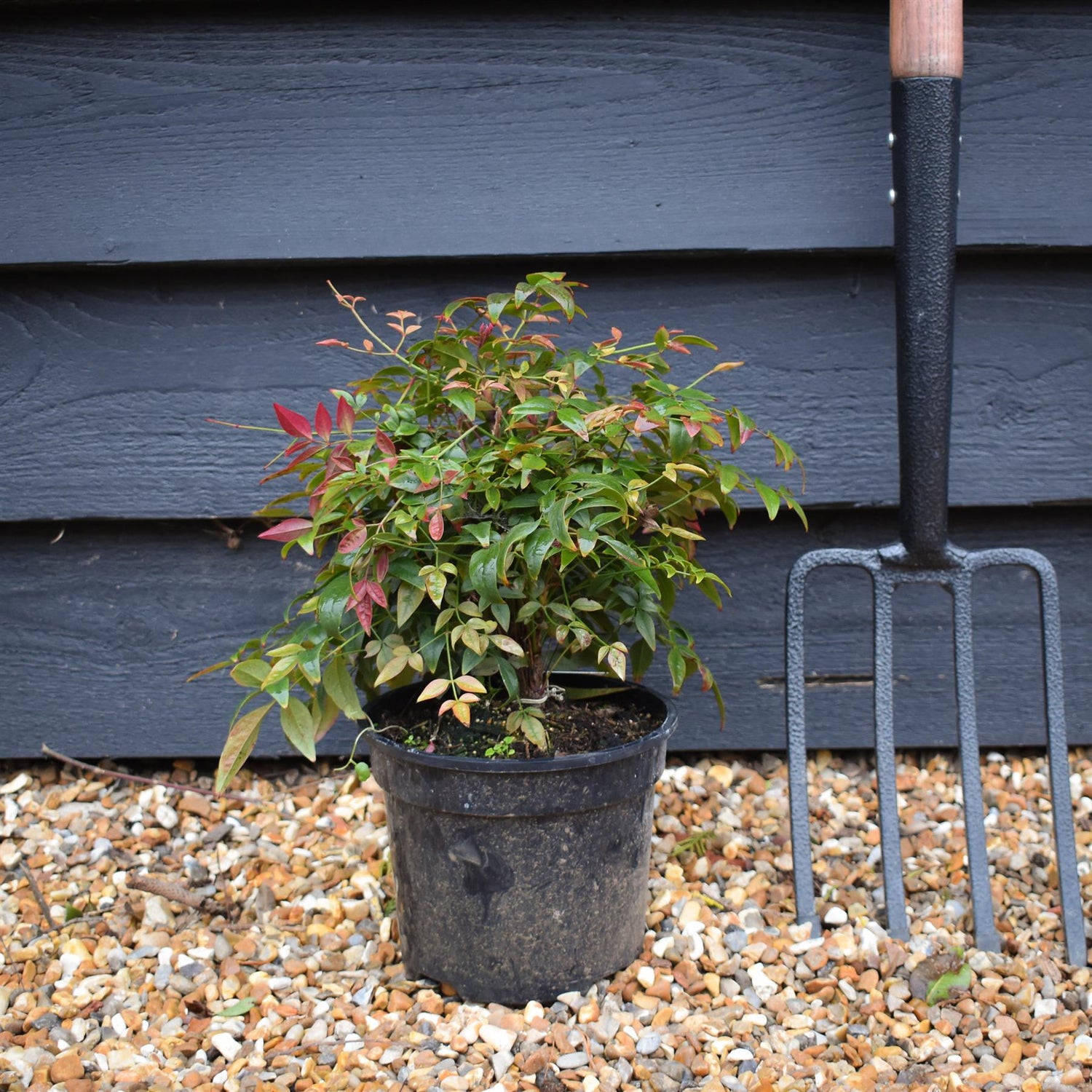 Nandina domestica Obsessed | Heavenly Bamboo - Height 25-35cm - 7lt