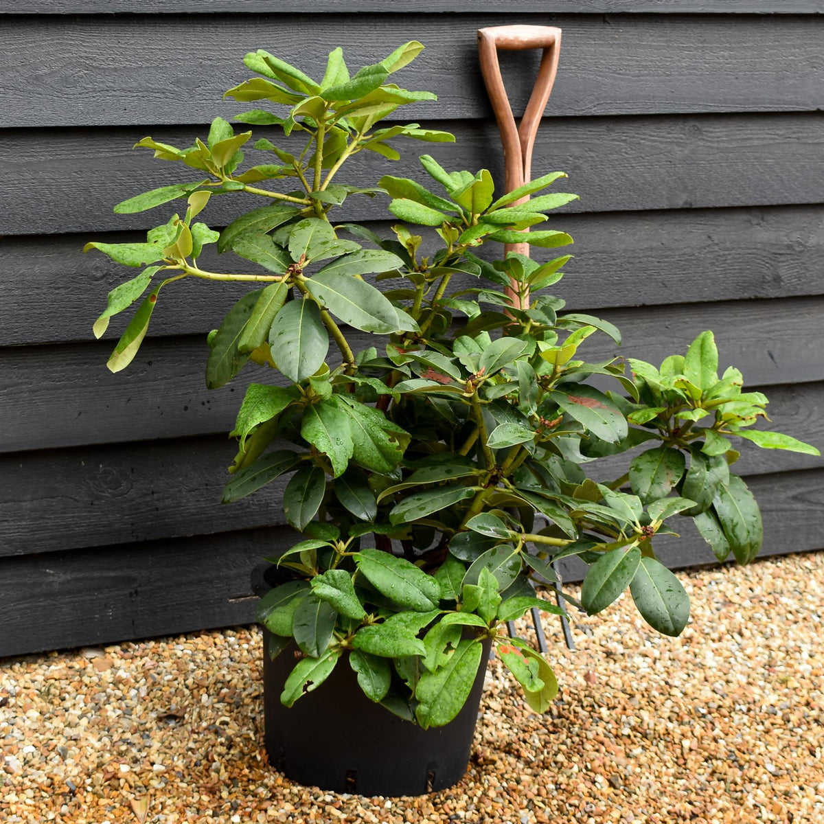 Rhododendron 'Germania' - Shrub - Height 50-60cm - 20lt