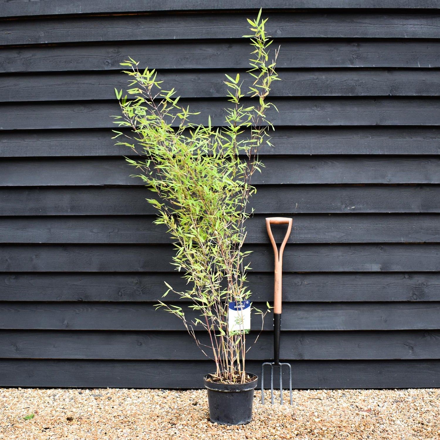 Fargesia nitida 'Black Pearl' | Black Pearl Bamboo - 140-160cm - 7.5lt
