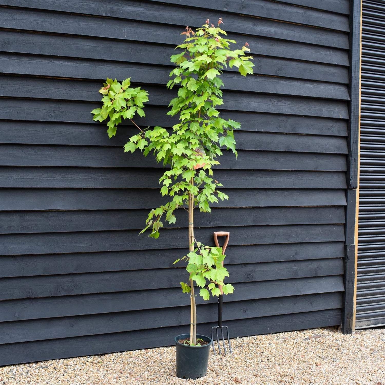 Acer Rubrum October Glory Maple | October Glory Red Maple  - Height 160-200cm - 10lt