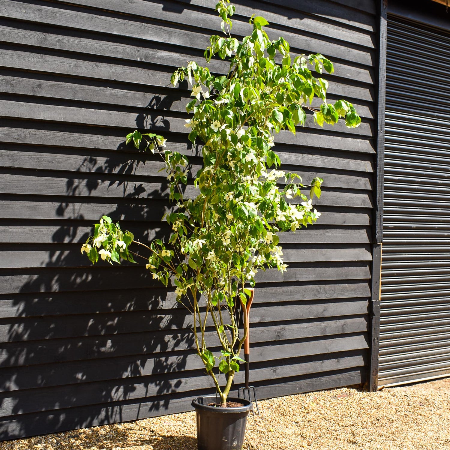 Cornus kousa 'China Girl' | Dogwood  - Bushy - Large Shrub - Height 220-240cm - 25lt