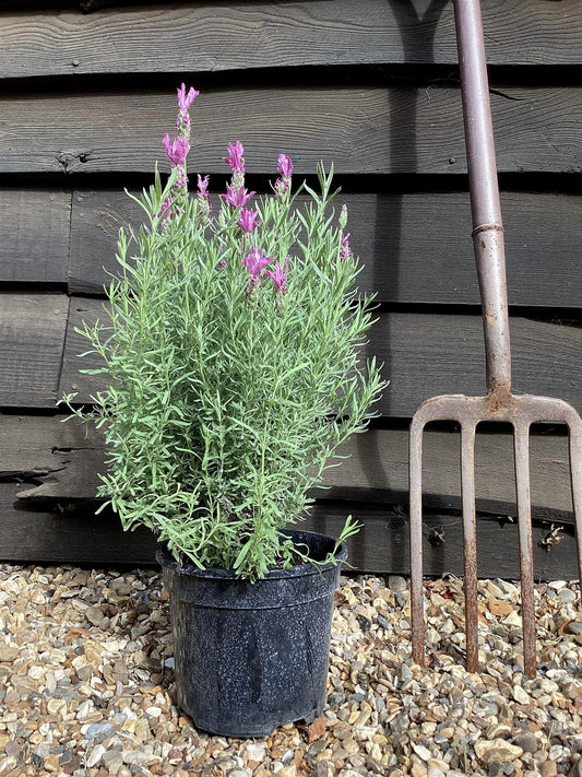 English Lavender 'Munstead' - 10-30cm, 2lt