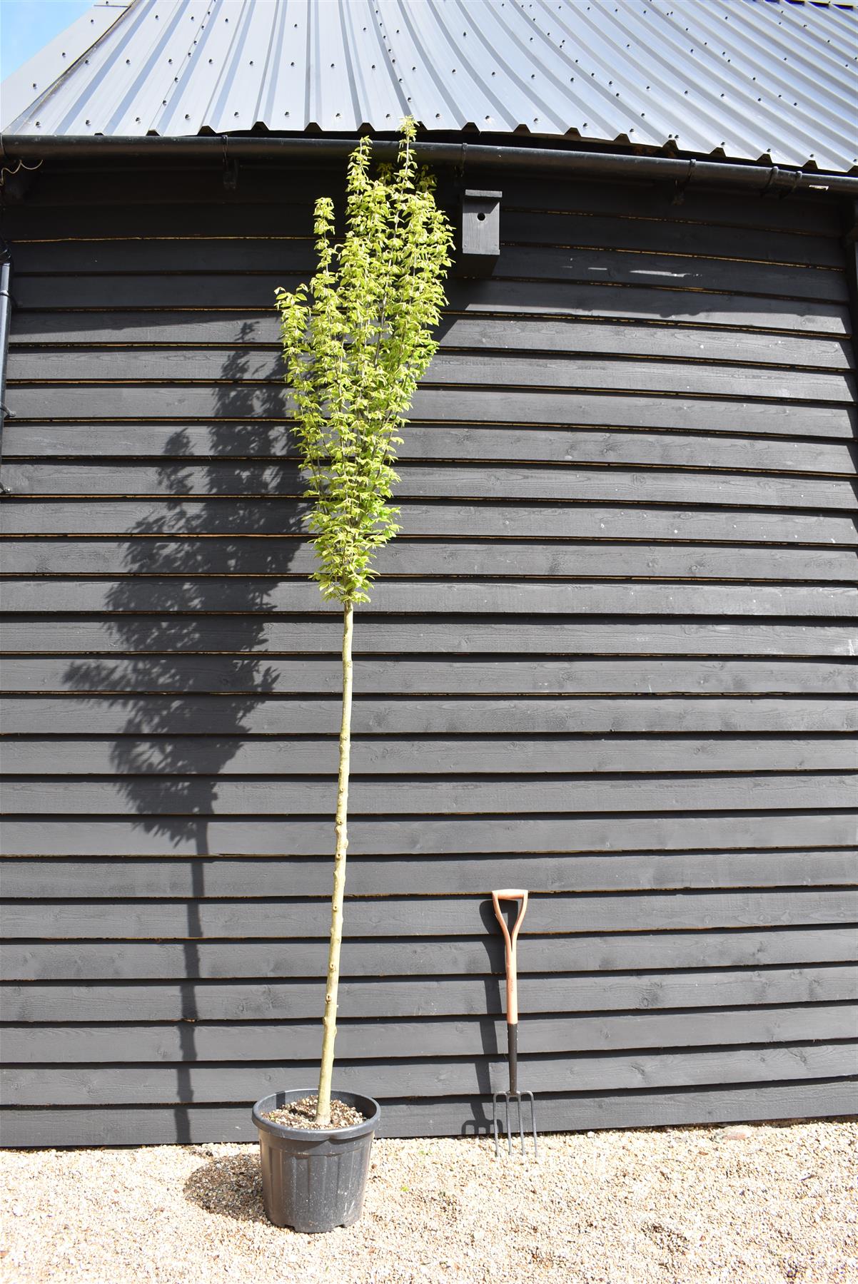 Carpinus betulus 'Fastigiata' | Hornebean Upright - Clear Stem - Standard - Girth 8-10cm - Height 300-350cm - 35lt