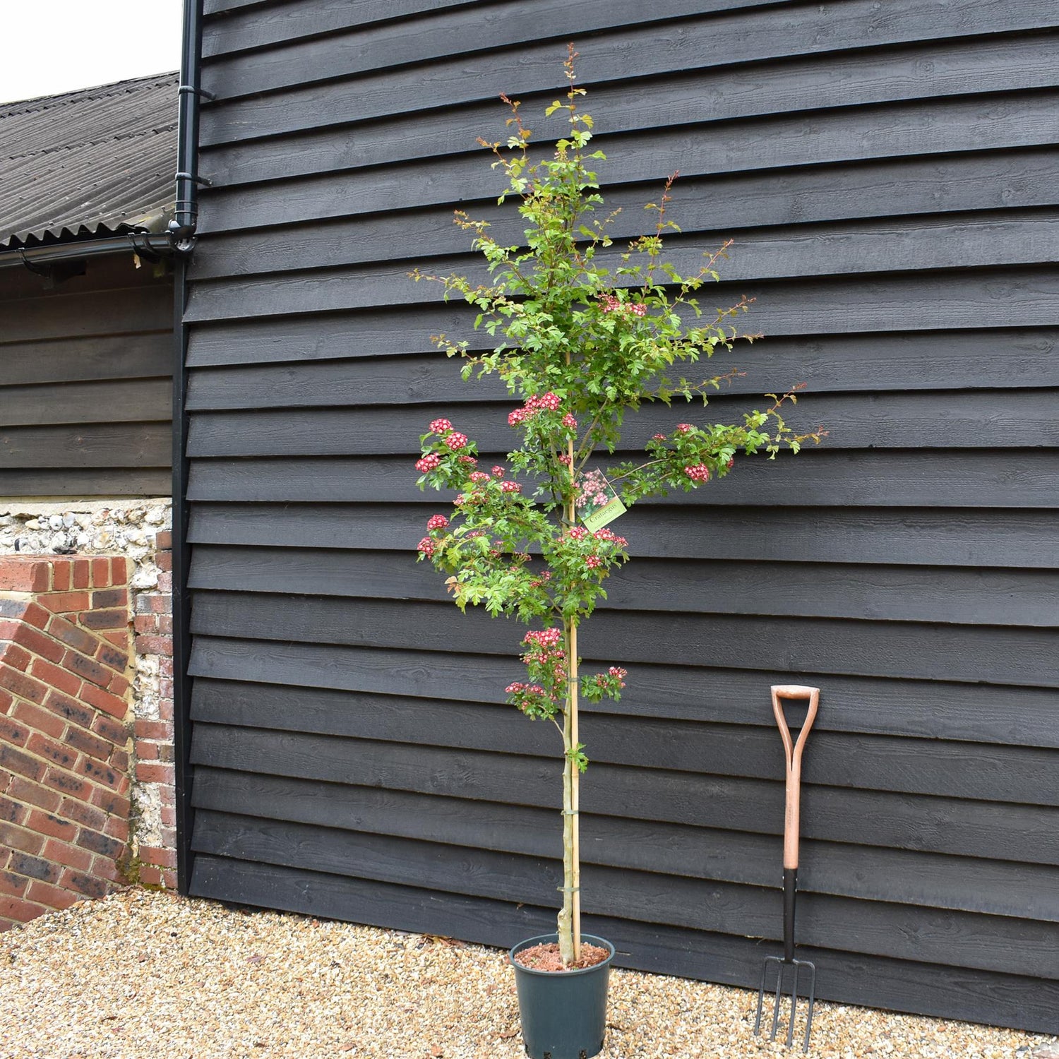Crataegus laevigata 'Crimson Cloud' - Height 170cm-190cm - 12lt