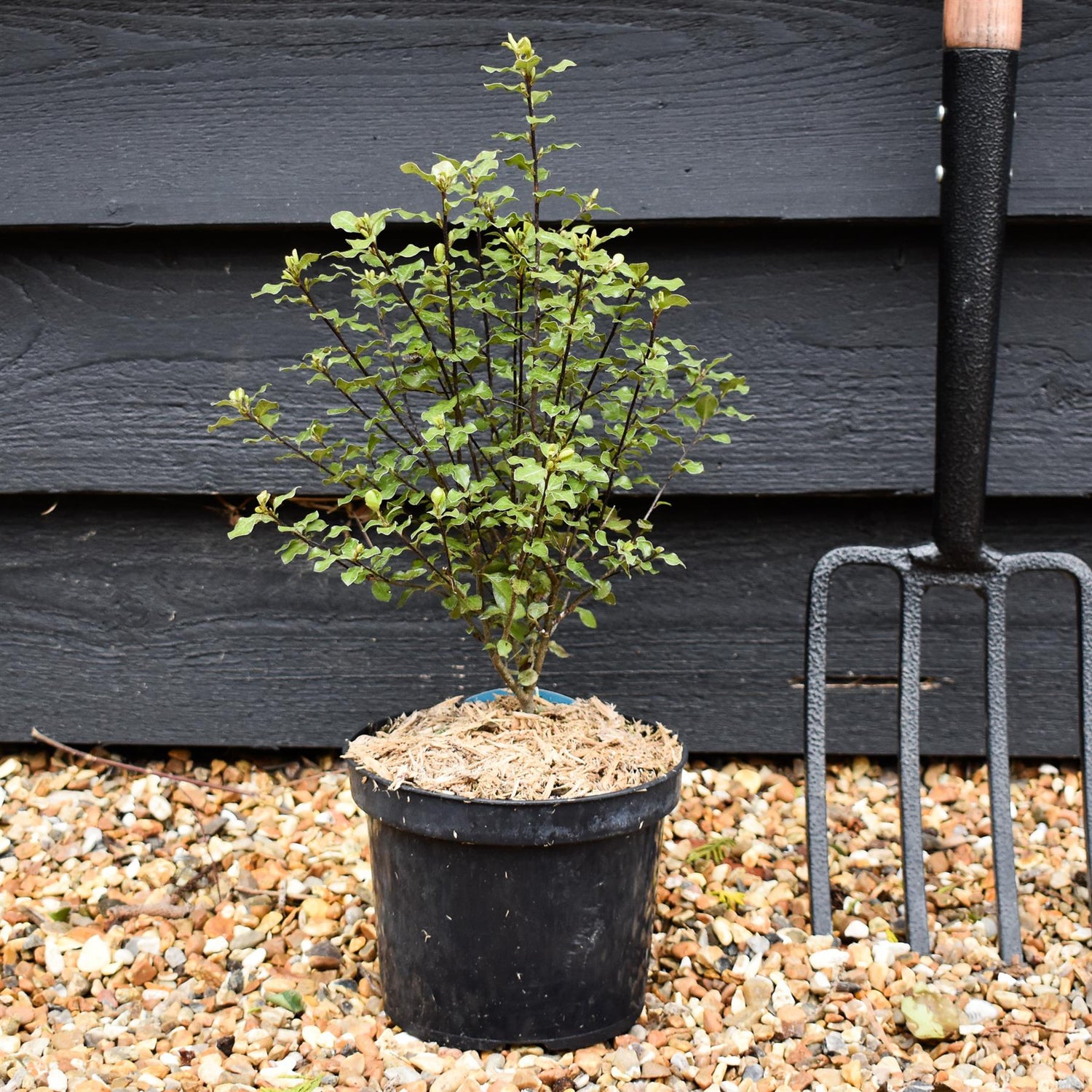 Pittosporum tenuifolium 'Wrinkled Blue' - Height 30-40cm - 2lt