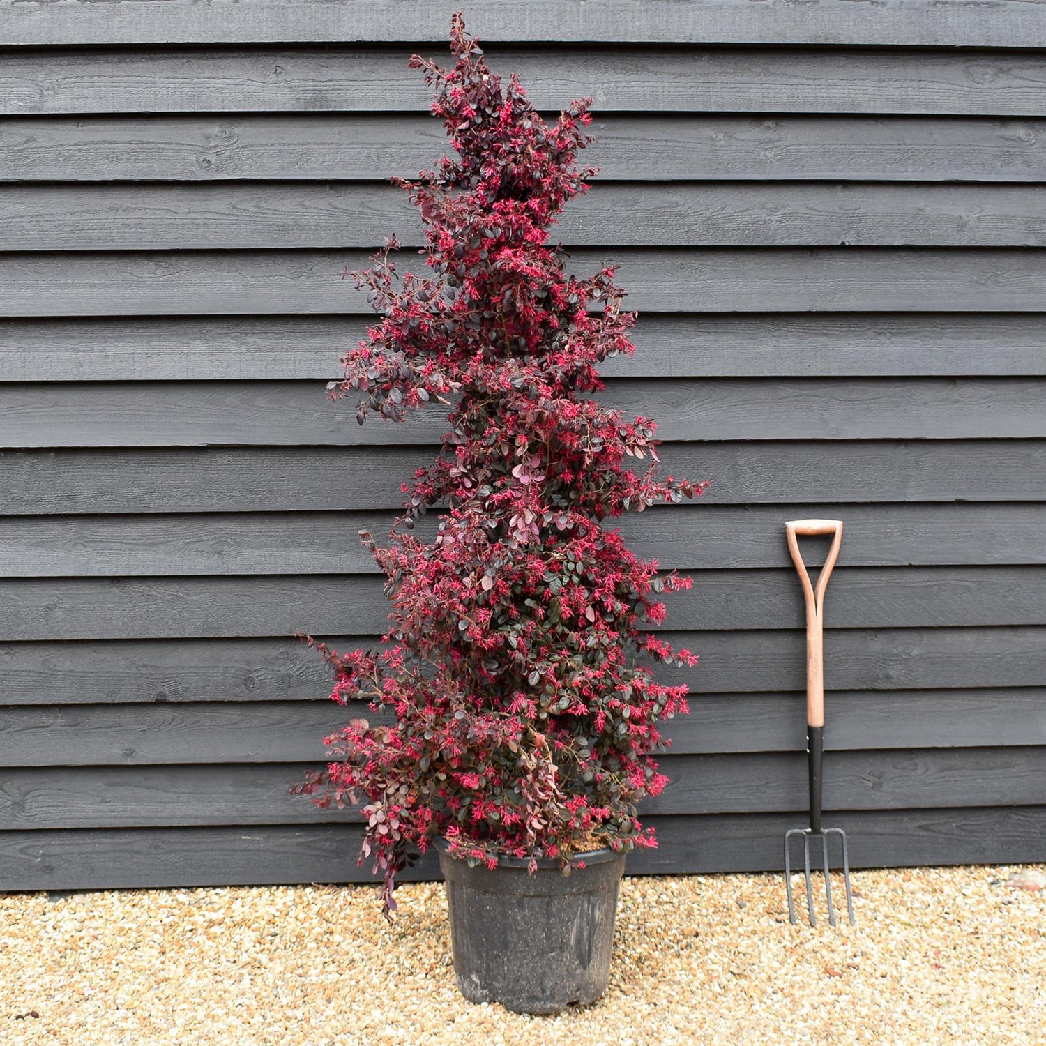 Loropetalum chinense Black Pearl | Chinese Fringe Flower - Cone - Height 185-200cm - 35lt
