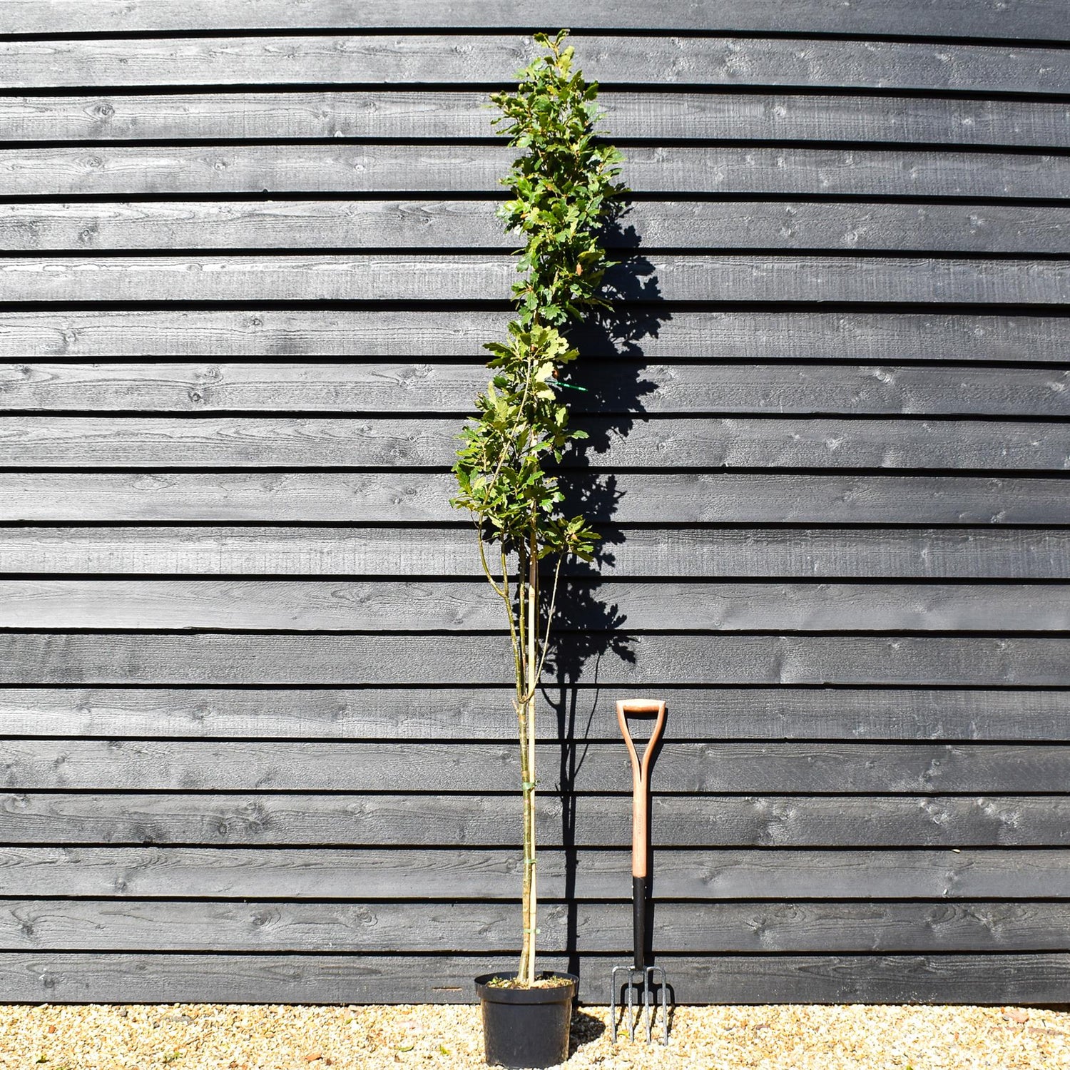 Koster Upright Oak | Quercus robur 'Fastigate Koster' -  Height 200-220cm - 10lt