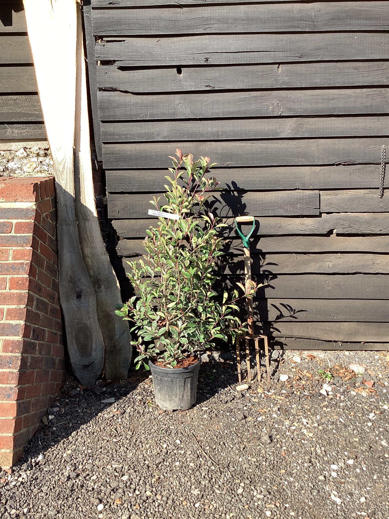 Photinia Pink Marble ('Cassini') - 160/170cm, 15lt