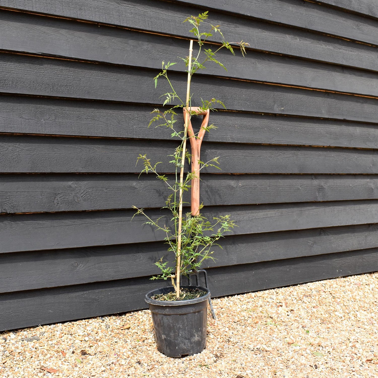 Jasminum officinale | Jasmine -  Height 90-110cm - 9lt