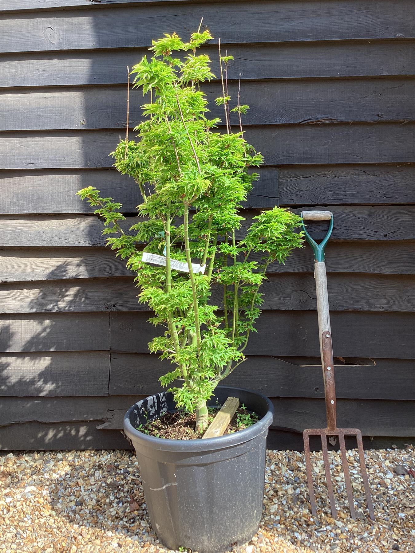 Acer palmatum 'Crispifolium' | Japanese maple 'Shishi-gashira' - 150-170cm, 55lt
