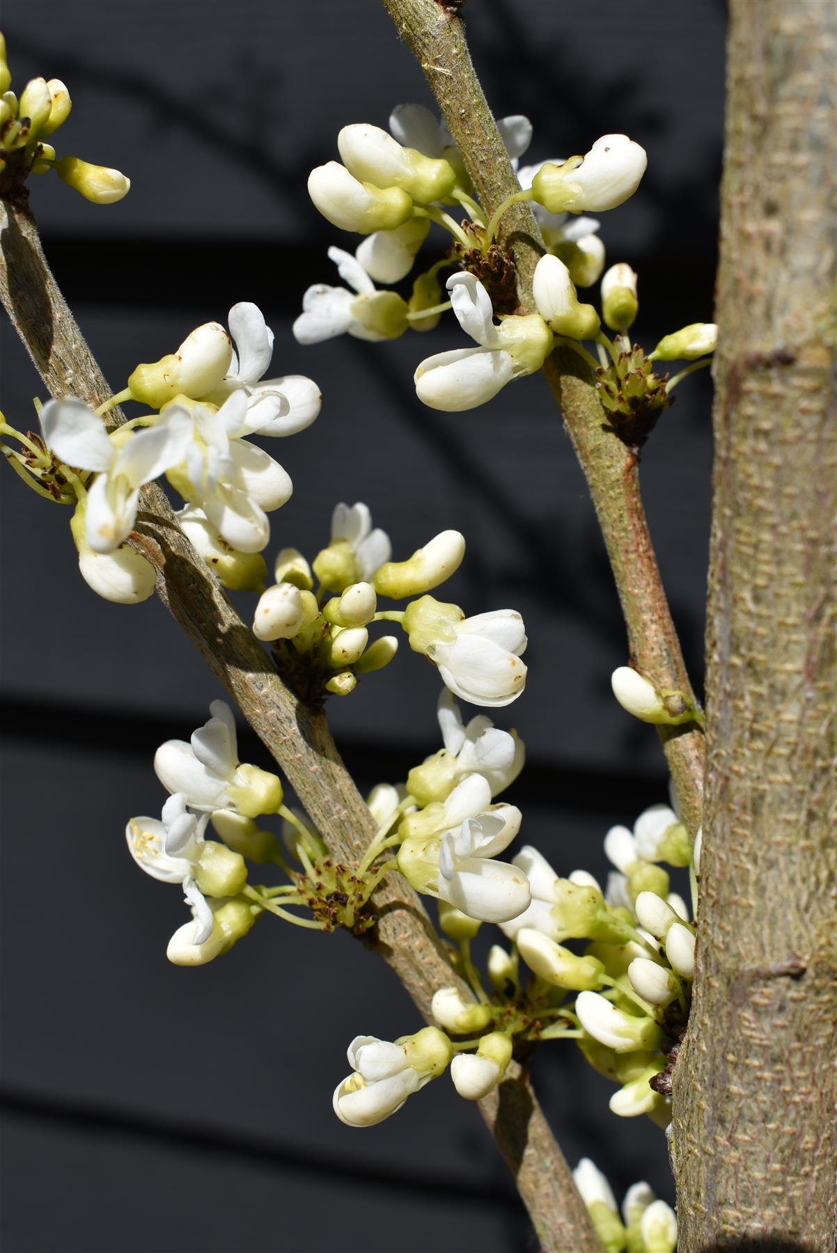 Cercis chinensis Shirobana- Height 180-220cm - Bushy - 10lt