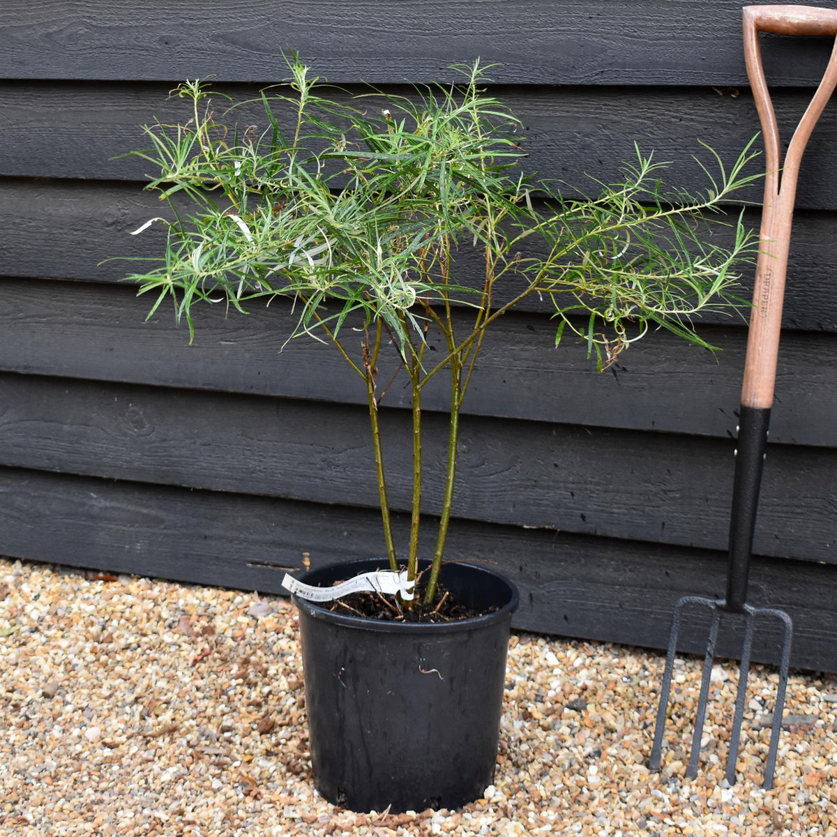 Salix elaeagnos - Shrub - Height 60-80cm - 10lt