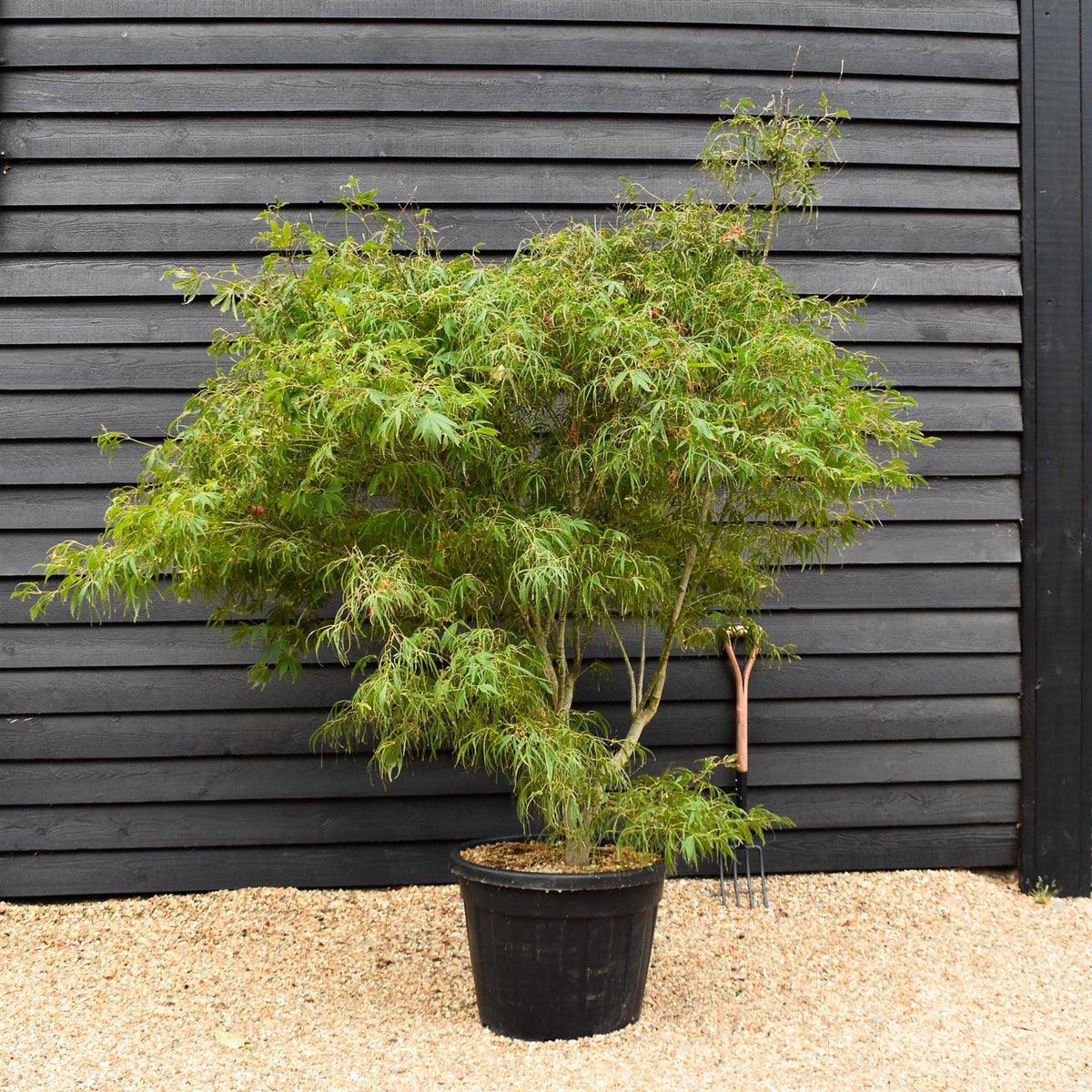 Acer palmatum 'Koto No Ito' | Japanese HarpStrings maple - Bushy - Height 200cm - 90lt
