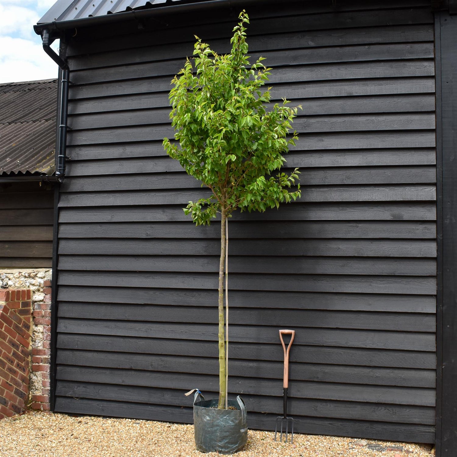 Prunus 'Umineko'| Japanese Flowering Cherry - Clear Stem 170cm - Girth 10-12cm - Height 300-320cm - 45lt