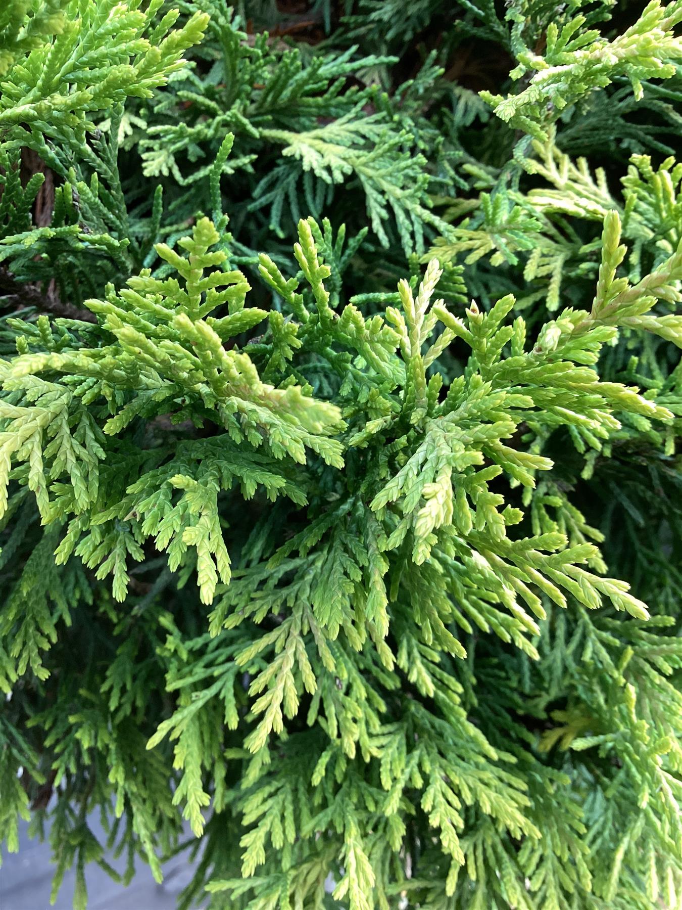 Leyland Cypress 'Gold Rider' 1/2 std Clear Stem - 50-70cm, 25lt
