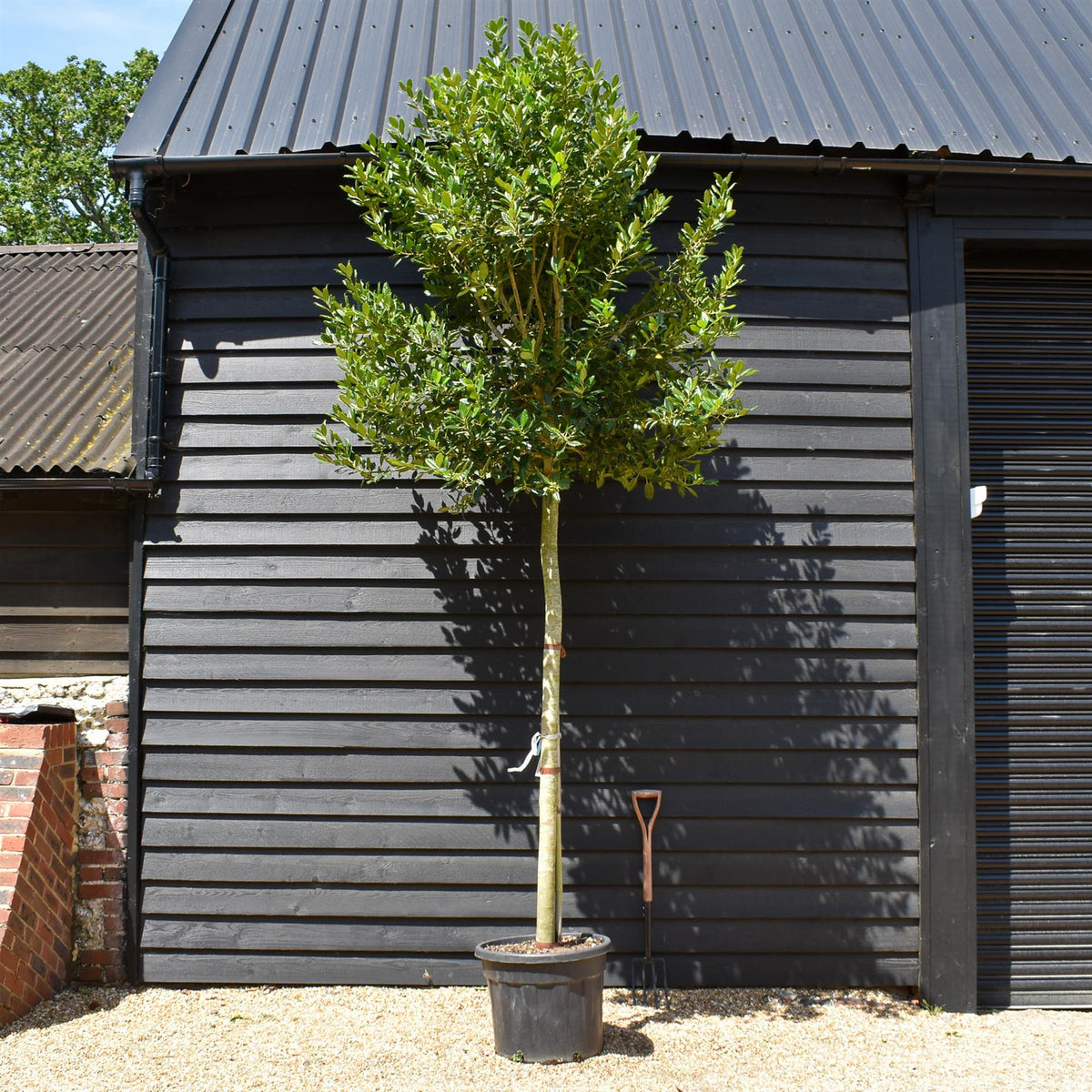 Ilex 'Nellie R. Stevens' Standard | Holly 'Nellie R. Stevens' - Girth 12-14cm - 300-340cm, 70lt
