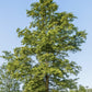 Carpinus betulus | European Hornbeam - 150-200cm, 10lt