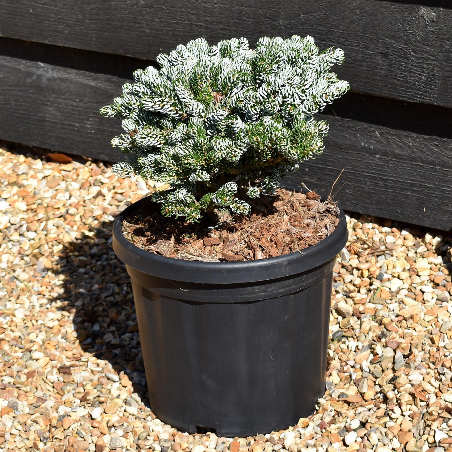 Abies koreana 'Ice Breaker' - Height 15cm - Width 20-25cm - 8lt