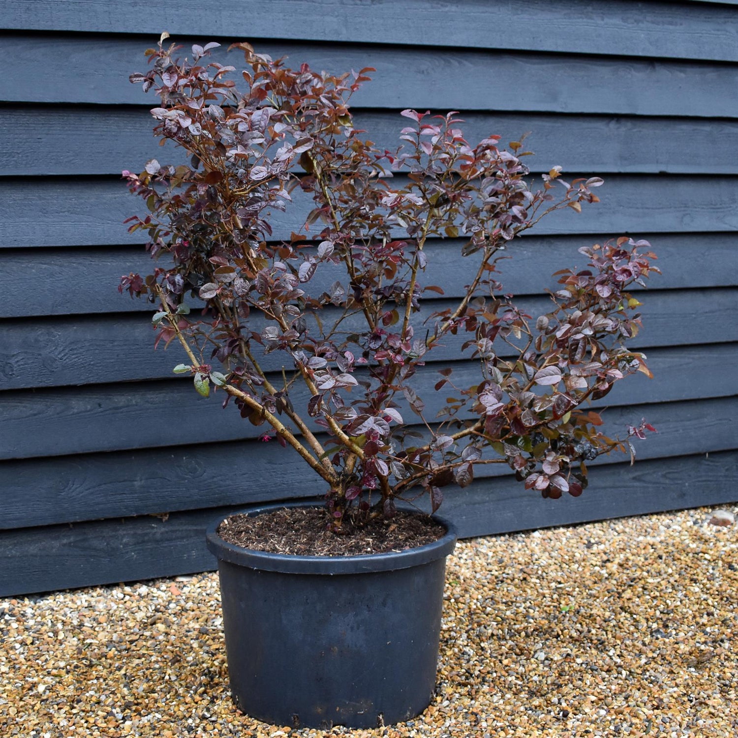 Loropetalum Fede - Shrub - Height 90-110cm - 40lt