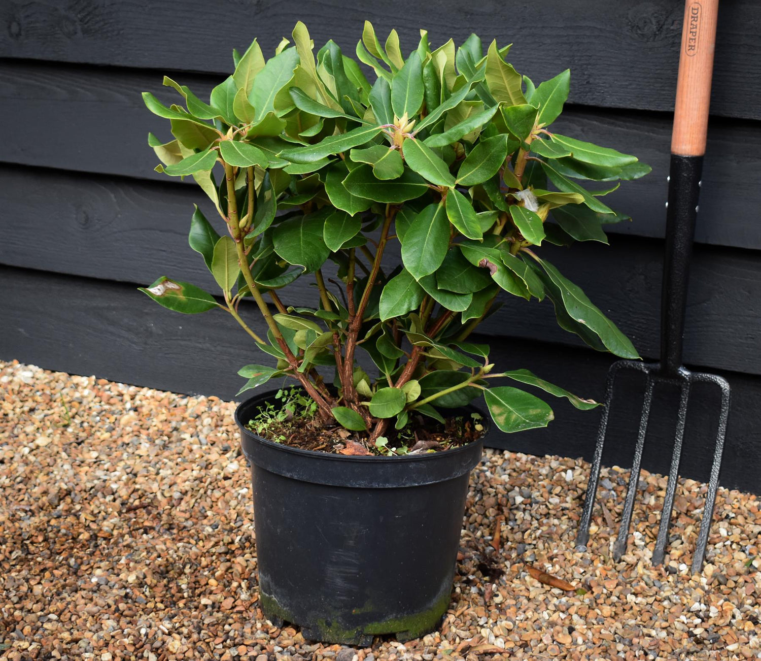 Rhododendron 'Pearce's American Beauty' - Shrub - Height 50-60cm - 10lt