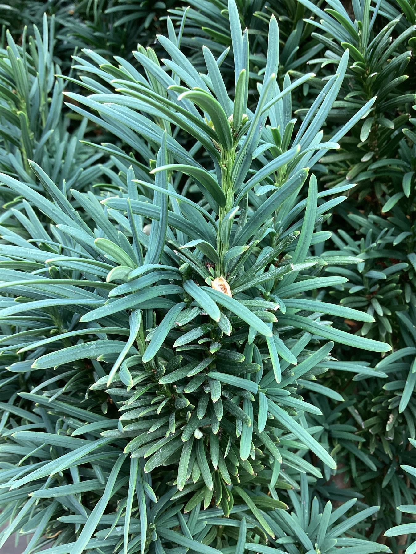 Taxus baccata Fastigiata - 250-300cm, 70lt
