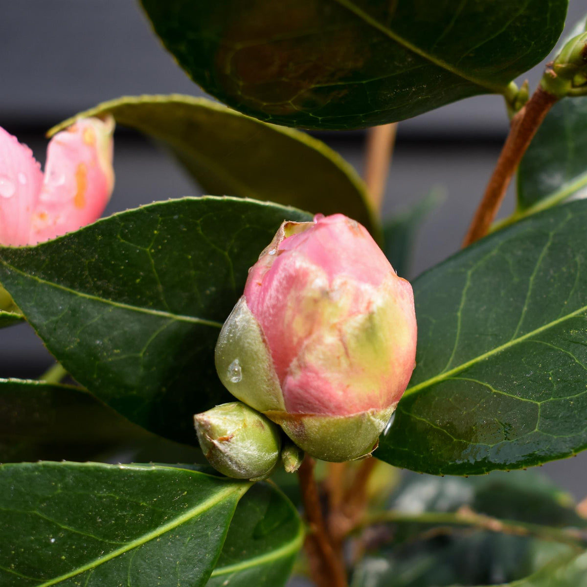 Camellia japonica 'Pink Icicle' - Height 100-120cm - 12lt