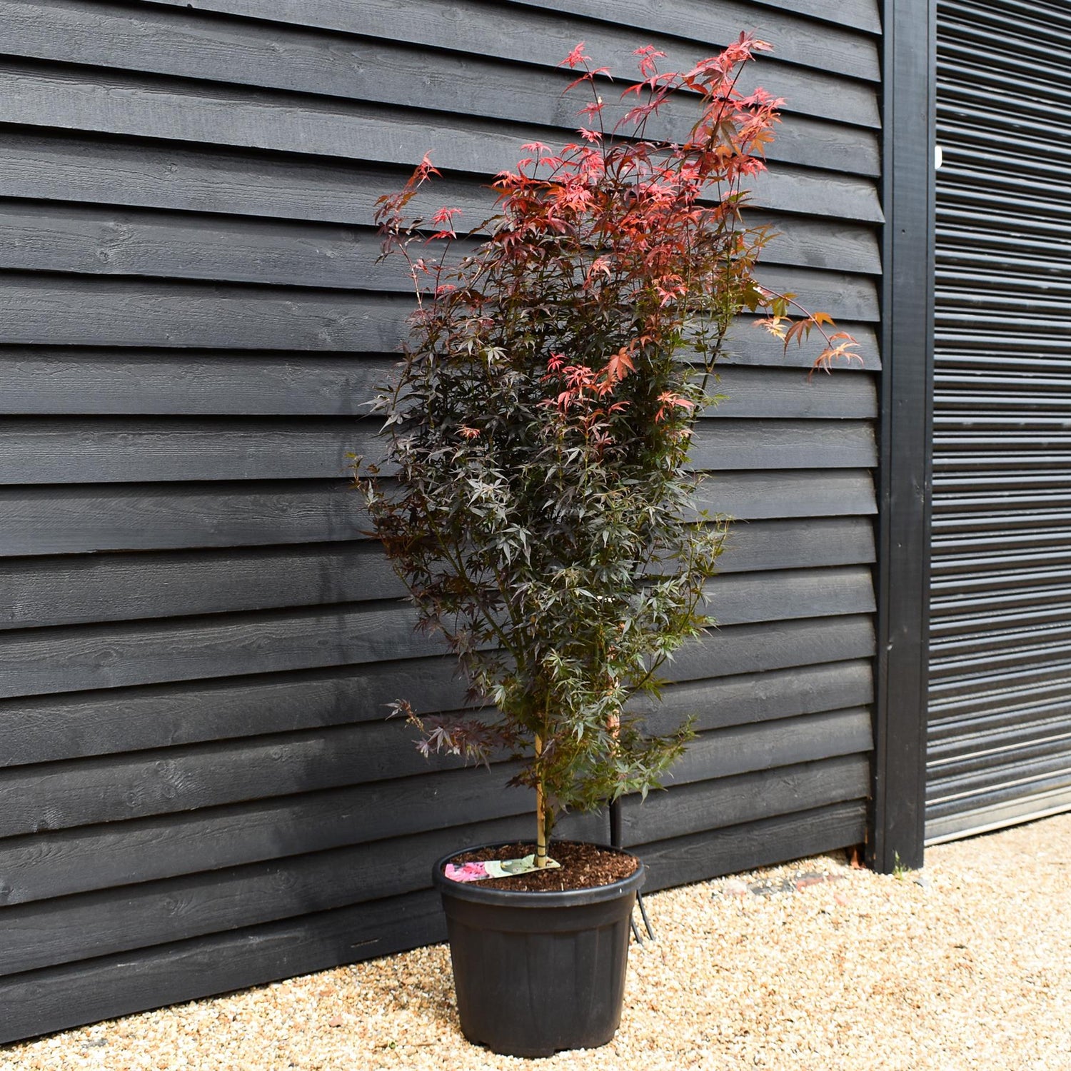 Acer palmatum 'Skeeters Broom' - Bushy - Height 190-200cm - 55lt