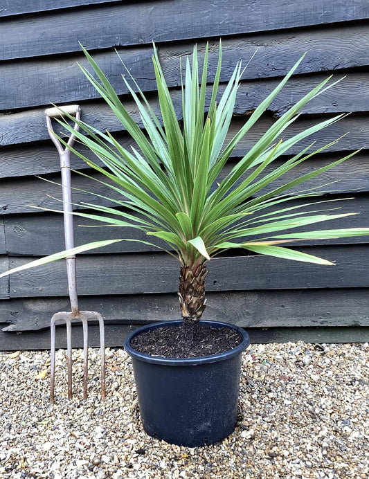 Cordyline australis Peko | Peko 60-80cm - 20lt