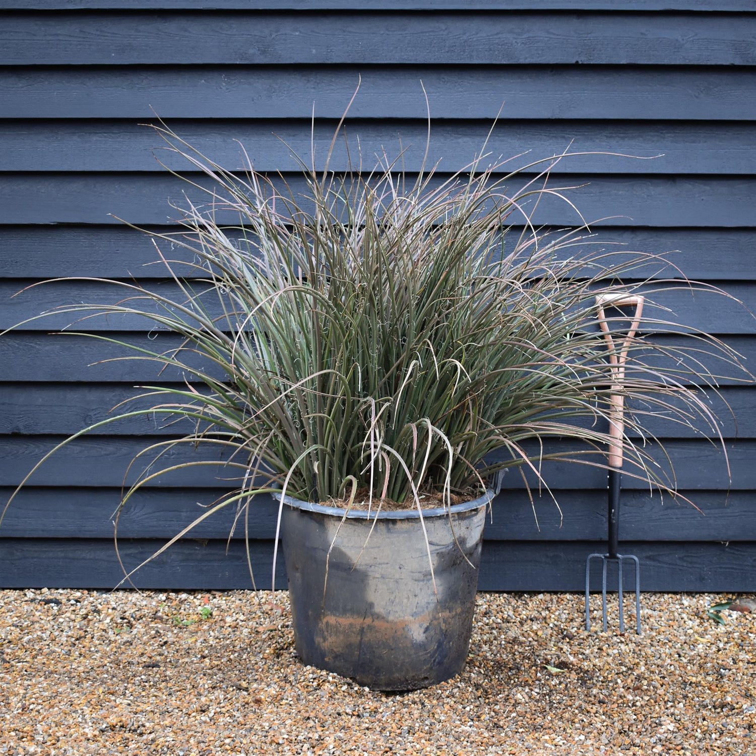Hesperaloe parviflora | Redflower false yucca - Height 90-100cm - 70lt