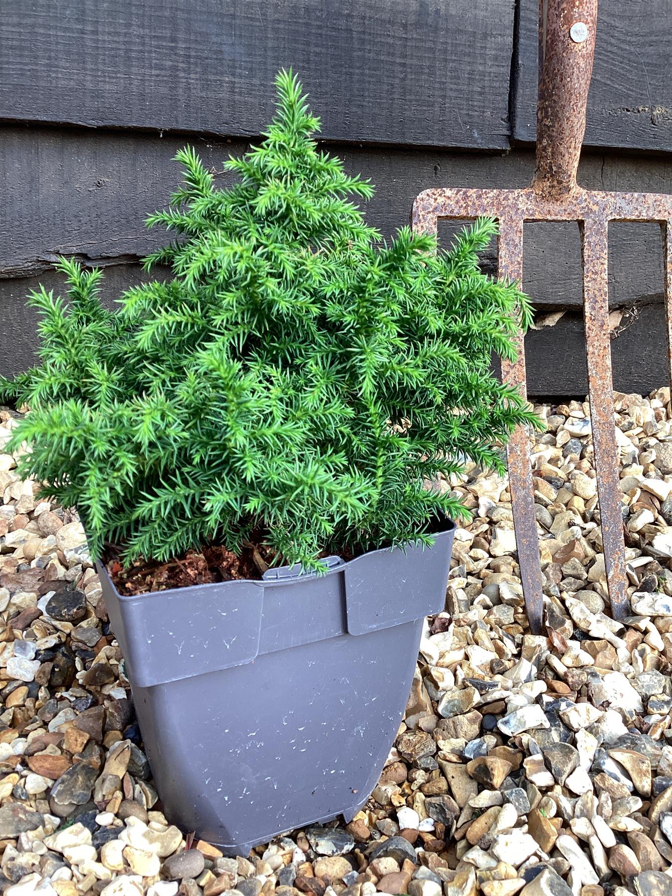 Cryptomeria japonica 'Vilmoriniana' | Japanese cedar - 20-25cm, 2lt