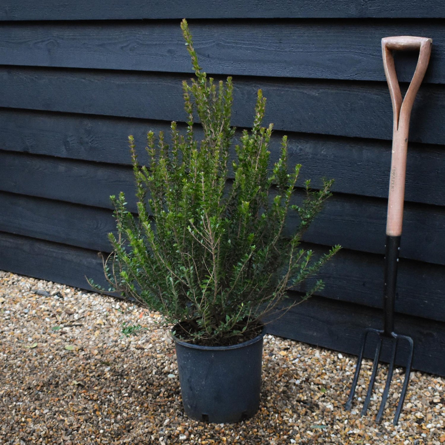 Myrtus communis  Tarentina| Common Myrtle - Shrub - Height 60-70cm - 10lt