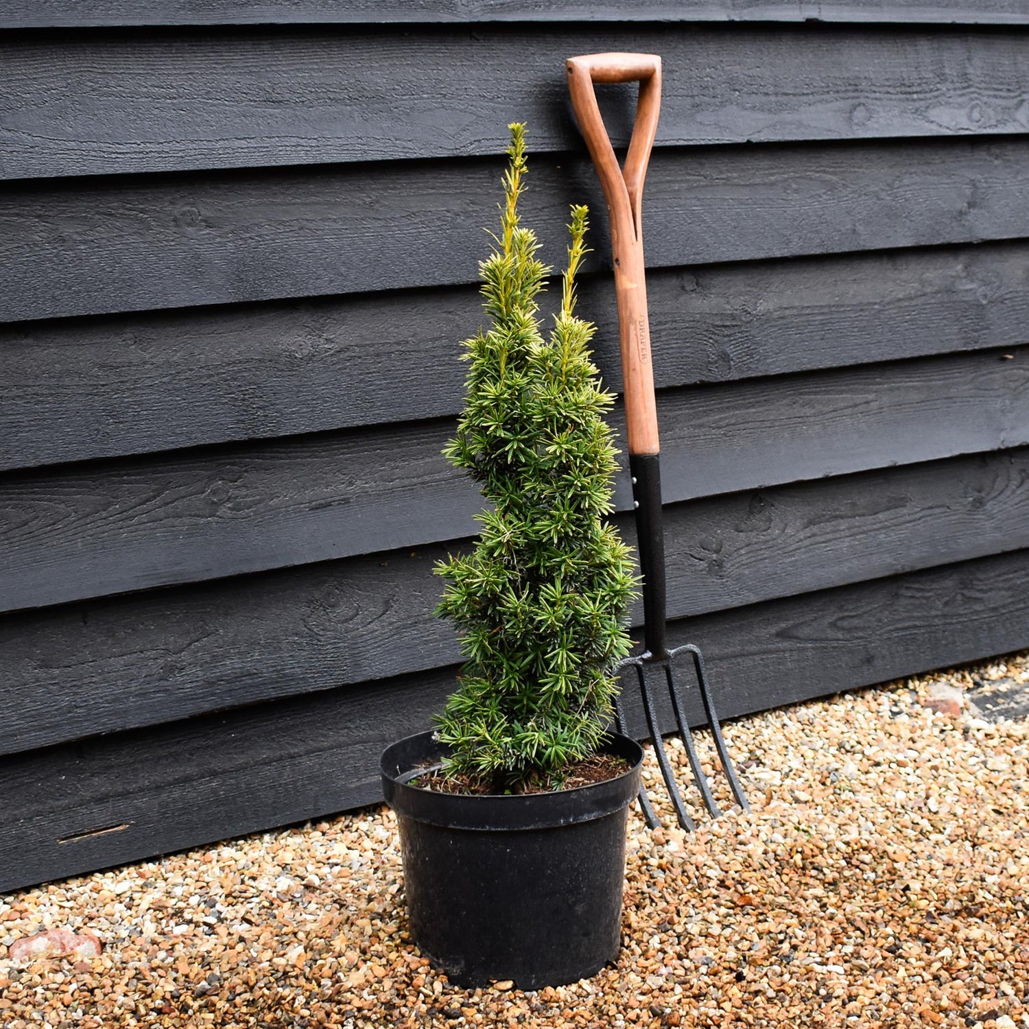 Taxus baccata Fastigiata Aurea - Height 60-80cm - 10lt