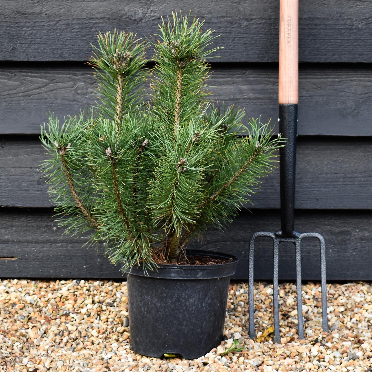Pinus mugo mughus |Dwarf Mountain Pine - Height 40-60cm - 5lt