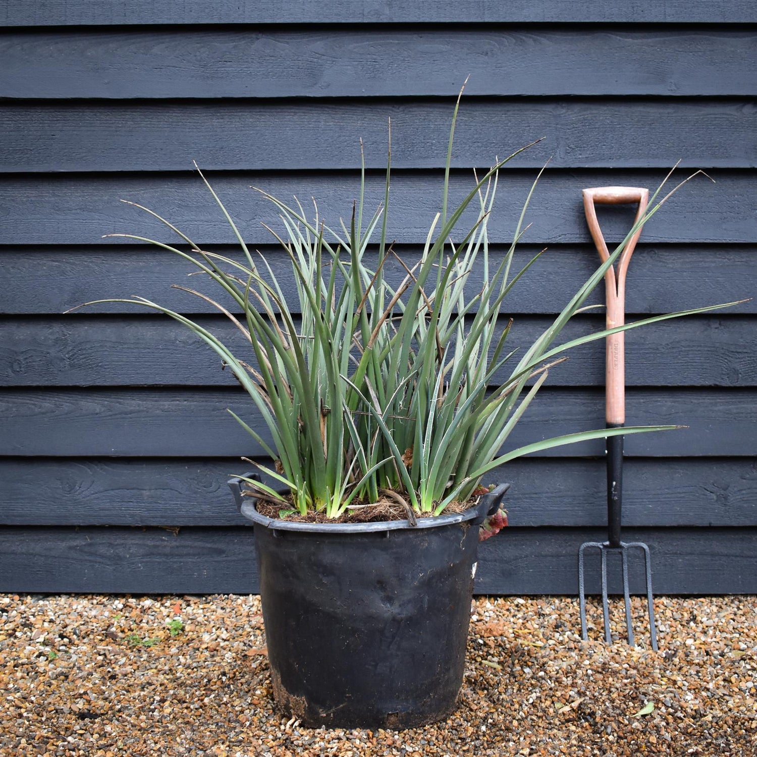 Hesperaloe parviflora | Redflower false yucca - Height 65-75cm - 35lt