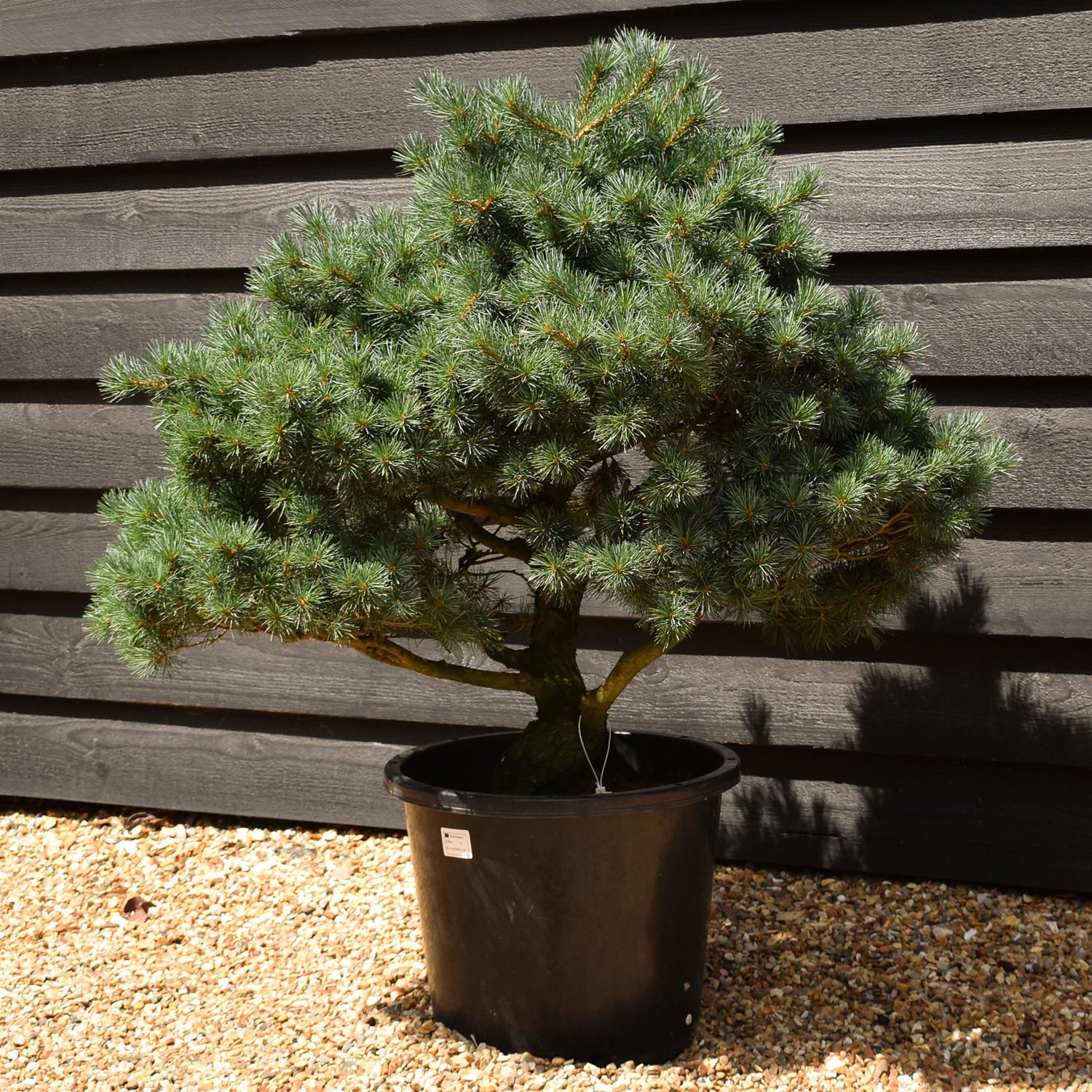 Pinus parviflora - Japanese white pine - Niwaki - Height 90-100cm - Width 90-100cm - 25lt