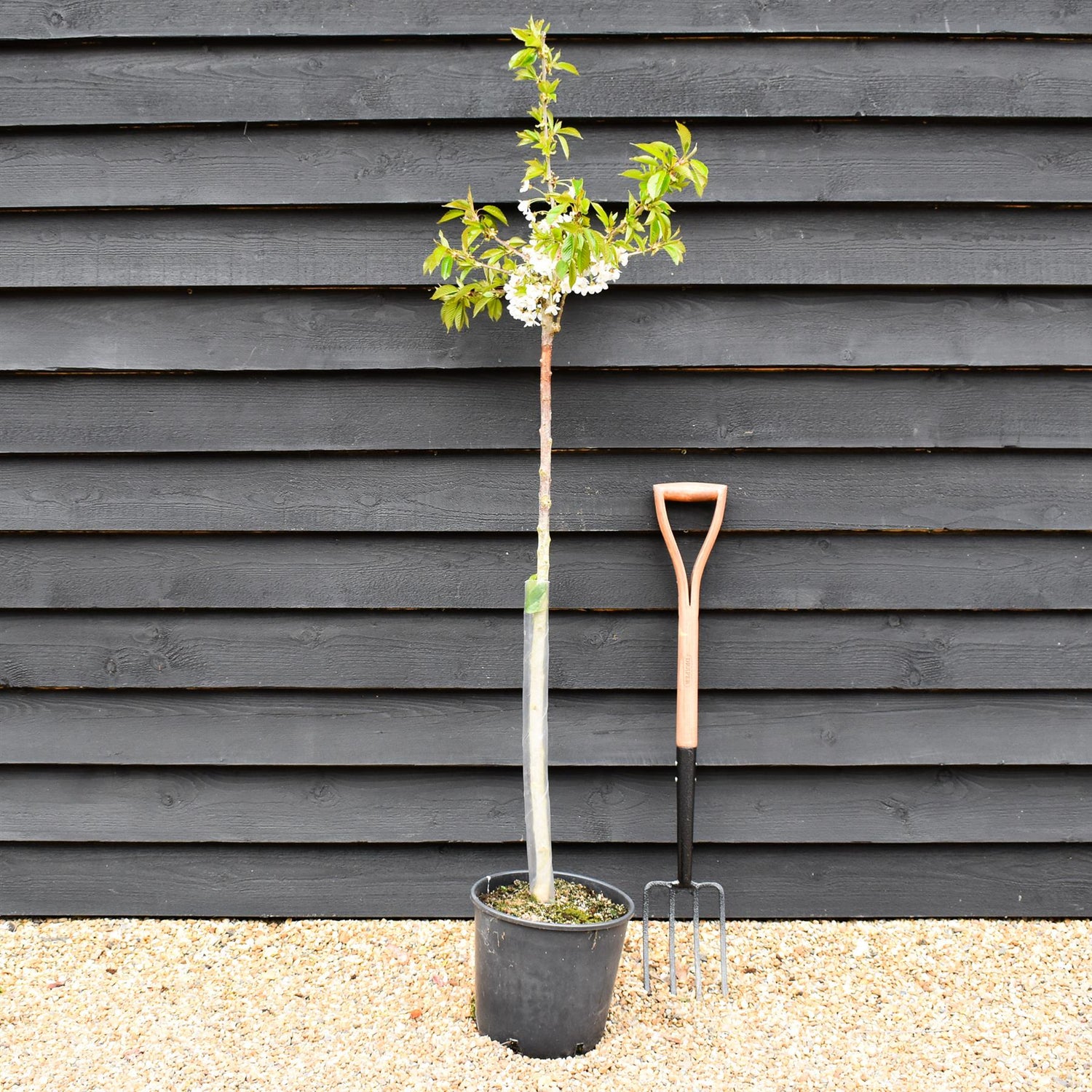 Cherry tree 'Lapins' | Prunus avium 'Cherokee' - 100-120cm - 10lt