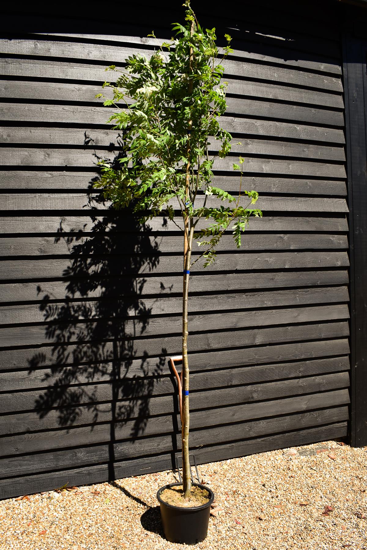 Rowan tree | Sorbus aucuparia | European Mountain Ash - Height 220-260cm - Girth 6-8cm - Pot Grown - 20lt
