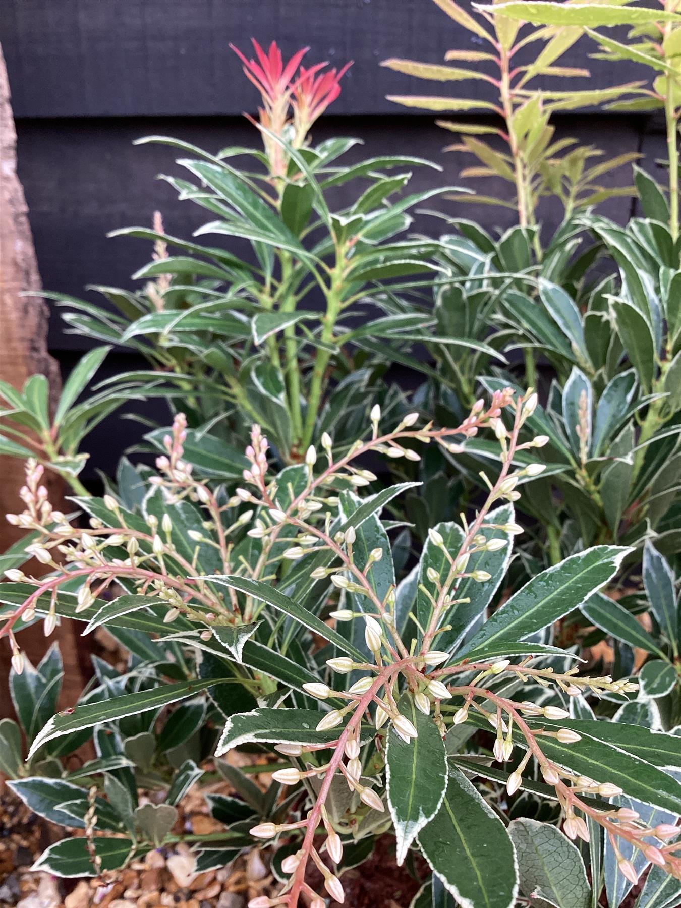 Pieris 'Flaming Silver' - 55-60cm, 5lt