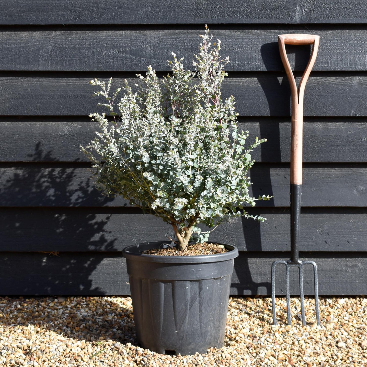 Eucalyptus gunnii 'Azura' - Bushy - Height 60-70cm - 20lt