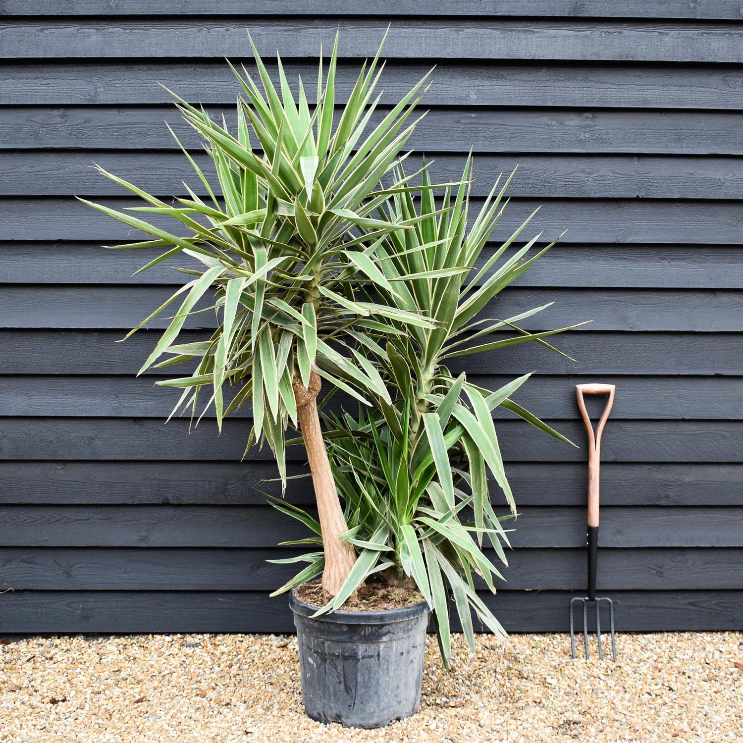 Yucca 'Elephantipes - Shrub - Multistem - Height 170cm - 45lt