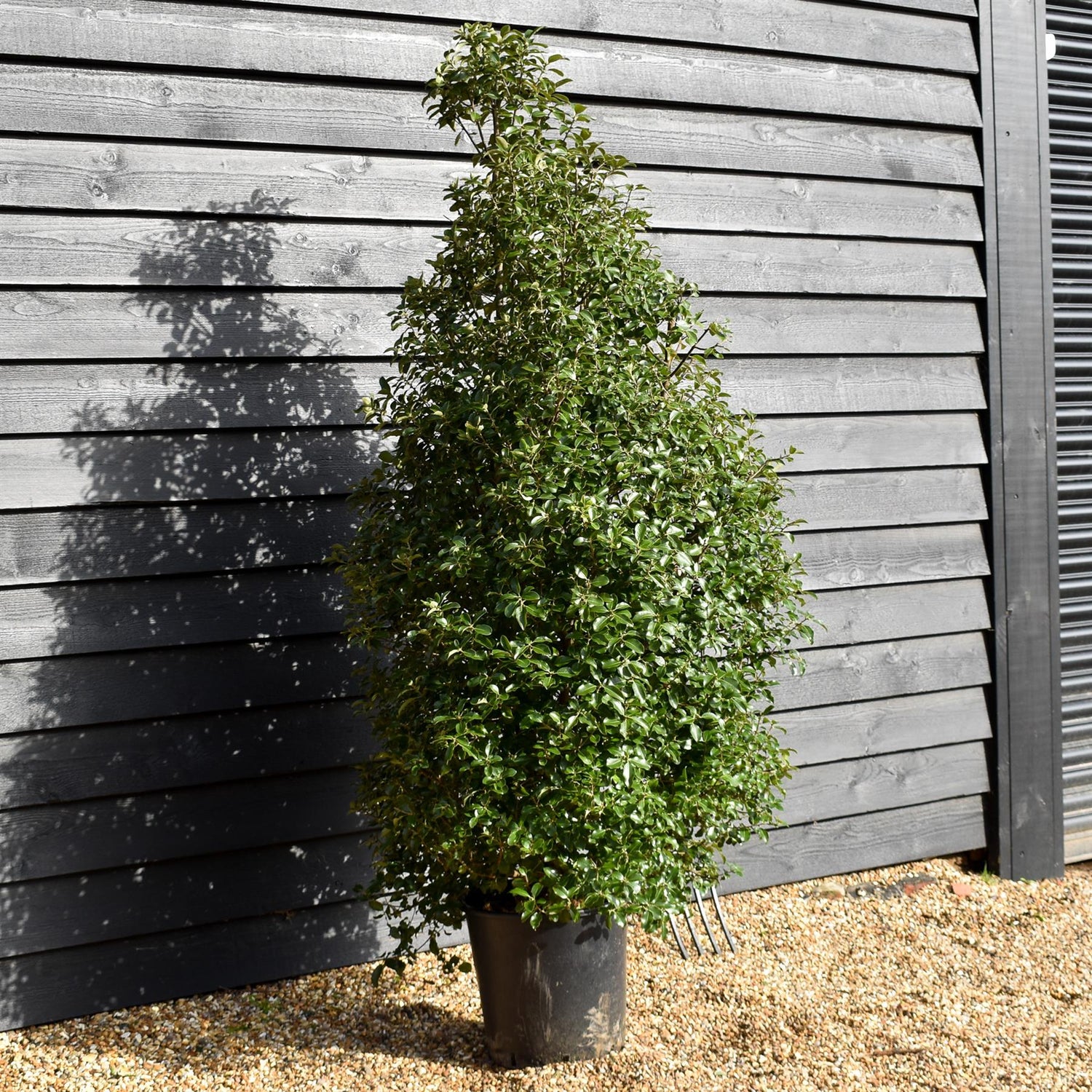 Pittosporum tenuifolium 'Irish Luck' - Height 160-180cm -25lt